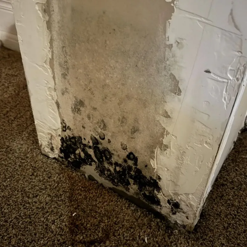 Professional Mold Removal in Tuscaloosa County, AL